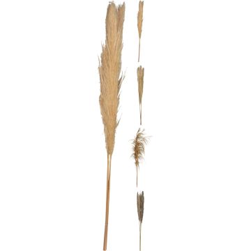 Pampasgress 3 stk. 100-115 cm i naturfarger