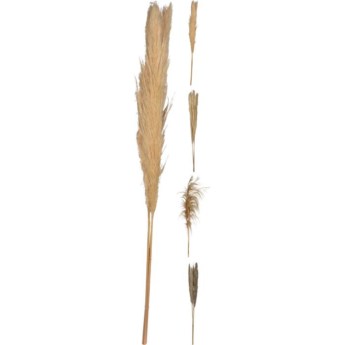 Pampasgress 3 stk. 100-115 cm i naturfarger