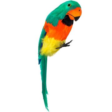 Grøn papegøye med fjær