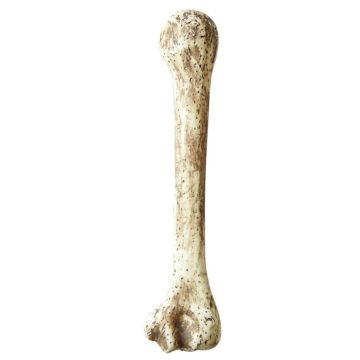 Hulemand bein - 36 cm